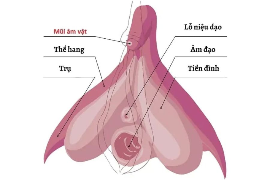 Cấu trúc thực tế của hột le có dạng chữ Y ôm lấy âm đạo với hàng nghìn đầu dây thần kinh cảm giác