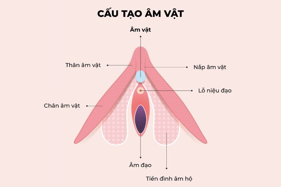 Vị trí hột le nằm ở đỉnh giao của hai môi bé, phía trên lỗ tiểu và được bao bọc bởi mũ âm vật