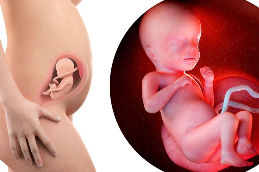 Bất thường nhiễm sắc thể và các vấn đề về nhau thai, dây rốn là những nguyên nhân hàng đầu dẫn đến sự cố thai kỳ