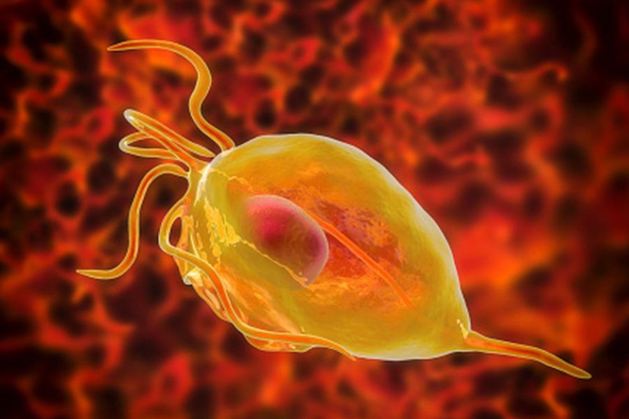 Ký sinh trùng Trichomonas vaginalis là nguyên nhân chính gây bệnh viêm âm đạo do trùng roi