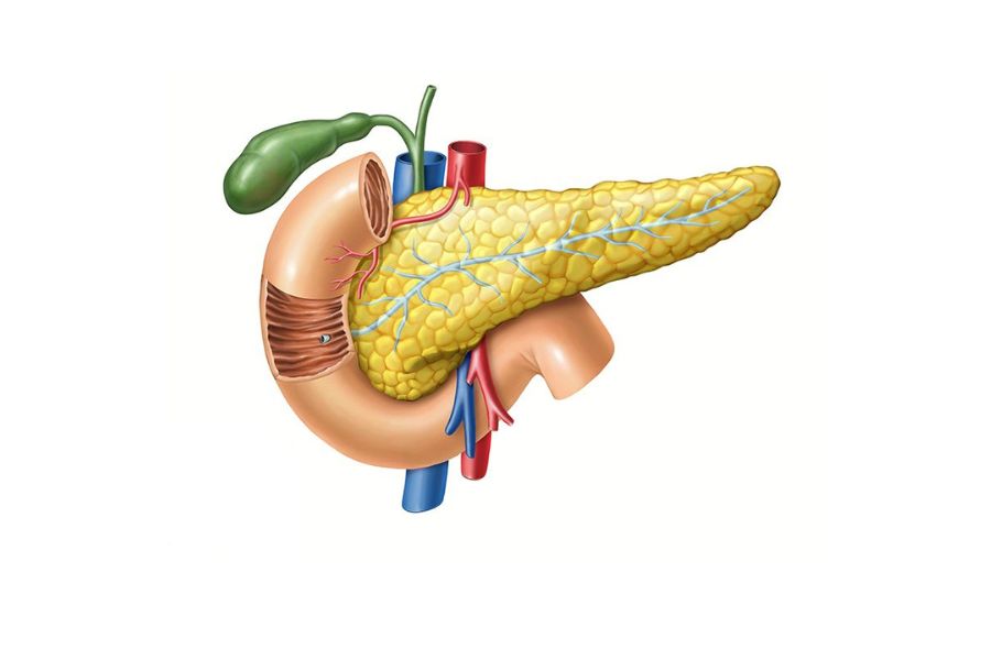 Siêu âm ổ bụng là phương pháp phát hiện polyp túi mật nhanh chóng và chính xác nhất